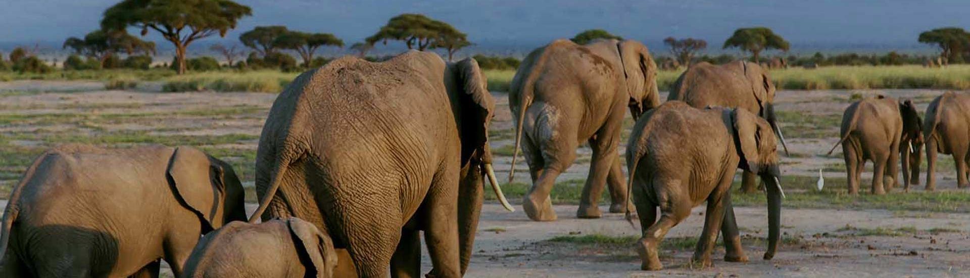 Tanzania Safari Map-elephant